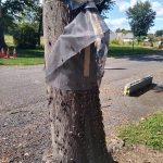 Birdhouse attached to a tree trunk, with protective netting and clear plastic covering.