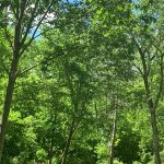 Lush green forest canopy under a bright sky, dense trees creating a vibrant woodland scene.