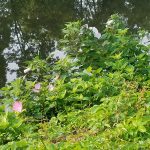 Pink flowers bloom among lush green foliage near dark, reflective water.