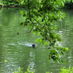 Person swimming in a calm, green pond surrounded by lush foliage.