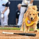 Golden retriever running on a baseball field with family in the background.