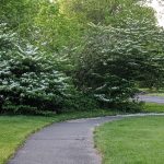 Paved path winding through lush green lawn bordered by blooming white bushes and trees.