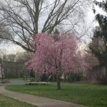 Pink blooming tree on a green lawn with large bare trees in the background.
