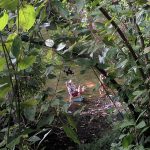 Children playing in a shaded, natural stream surrounded by dense green foliage.