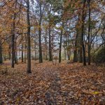 Autumn forest path covered in fallen brown and yellow leaves under tall trees.