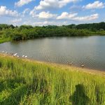 Calm lake bordered by tall green reeds under a partly cloudy blue sky.