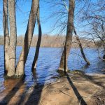 Bare trees line a calm, wide river under a bright blue sky.