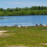Blue lake with ducks and geese on the shore, backed by a lush green forest under a bright sky.