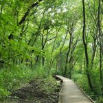 Wooden boardwalk winding through a lush, dense green forest canopy.