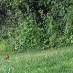 Red bird on green grass with dense, leafy green foliage in the background.