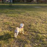 Small yellow dog on a leash in a grassy park during daylight.