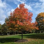 Vibrant red and orange autumn tree stands in a green park under a blue, cloudy sky.