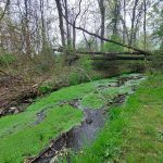 Overgrown stream with mossy banks and fallen branches in a wooded area.