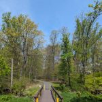 Wooden boardwalk crosses a stream through a lush, sunlit forest path.