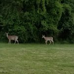 Two deer graze in a green field against a backdrop of dense trees.