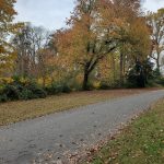 Autumn path winding through a park with colorful trees and fallen leaves.