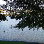 Pond with ducks and a lone bird, framed by dark green trees under bright sky.