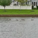 Ducks swim on a calm pond with a white picket fence and house in the background.