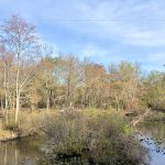 Trees line a calm waterway with lily pads under a bright blue sky.