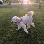 Fluffy white dog running on a grassy park field during sunset.