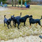 Black dogs playing and standing on a grassy field with white clover.