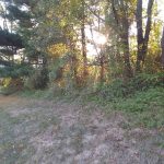 Sunlight filters through dense trees and brush along a grassy, unpaved area.
