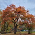 Vibrant orange and red autumn foliage on a large tree under a cloudy sky.