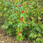 Bush with green leaves and small red berries growing in a wooded area.
