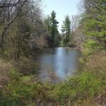 Calm stream winding through a lush, wooded area during spring.