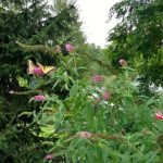 Wildflowers and greenery in a lush, wooded outdoor setting with butterflies.