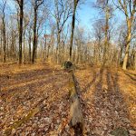 Autumn woods scene with fallen leaves, bare trees, and a wooden post in the foreground.