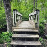 Wooden boardwalk with stairs leading through a lush, green forest canopy.