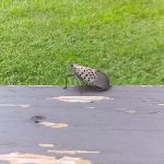 Spotted skink resting on a weathered wooden surface against a bright green lawn.