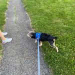 Black dog on leash walking down a paved path through green grass.