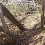 Dirt path winding through a wooded area with fallen logs and dry brush under trees.