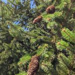 Pine branches with cones against a bright blue sky, showing evergreen foliage.