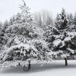 Snow-covered evergreen trees in a winter landscape under an overcast sky.