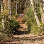 Two hikers walk down a leaf-covered forest path lined with trees and brush.