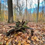 Fallen log on a forest floor covered in autumn leaves with trees in the background.