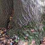 Rough, textured bark of a large tree trunk surrounded by fallen autumn leaves.
