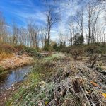 Overgrown, muddy creek bed surrounded by dense woods in late autumn.