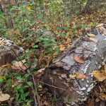 Fallen log covered in lichen amidst dense, autumnal undergrowth and dry leaves.