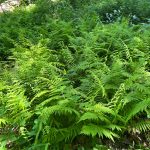 Lush green ferns and foliage growing densely in a shaded, natural woodland setting.