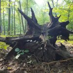 Large, gnarled tree stump in a lush, sun-dappled forest setting.