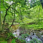 Lush green forest scene with a small, rocky stream flowing through the woods.
