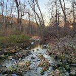 Stream flowing through a wooded area with bare trees under a pale sky.