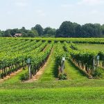 Vineyard rows stretching into the distance under a bright, sunny sky.