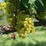 Green grapes hanging from a vine under bright sunlight in a vineyard.