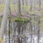 Mossy tree in still water within a misty, wooded wetland environment.