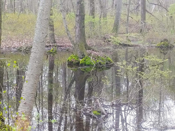 Zaitz Park